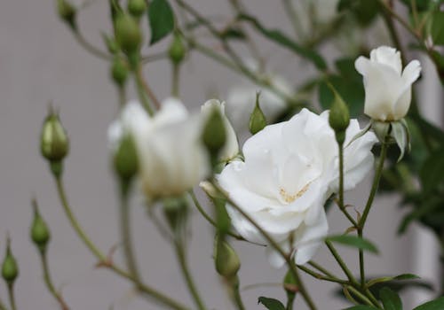 Foto d'estoc gratuïta de brots, roses, roses blanques