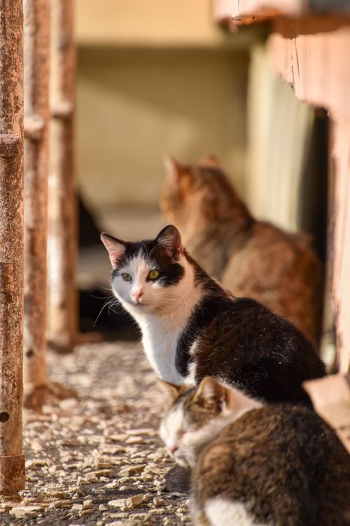 Free Three domestic cats enjoying sunlight while sitting outside. Ideal for pet and animal-related content. Stock Photo