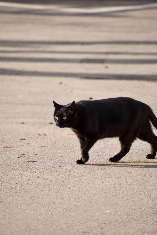 A Black Cat on a Concrete Pavement 