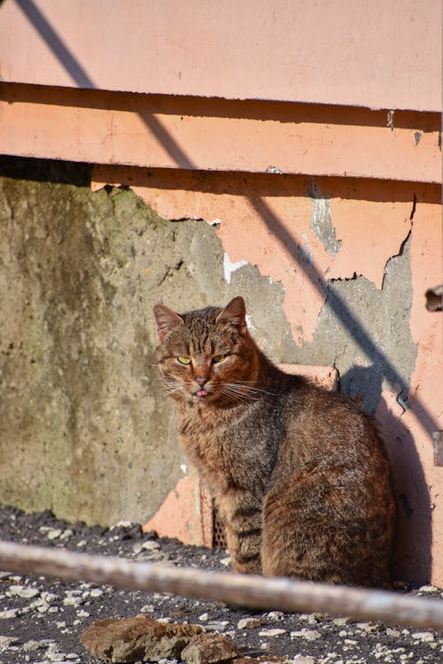 Gray Tabby Cat Near a Concrete Wall