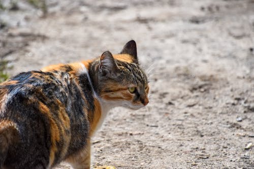 Close-Up Shot of a Calico Cat 