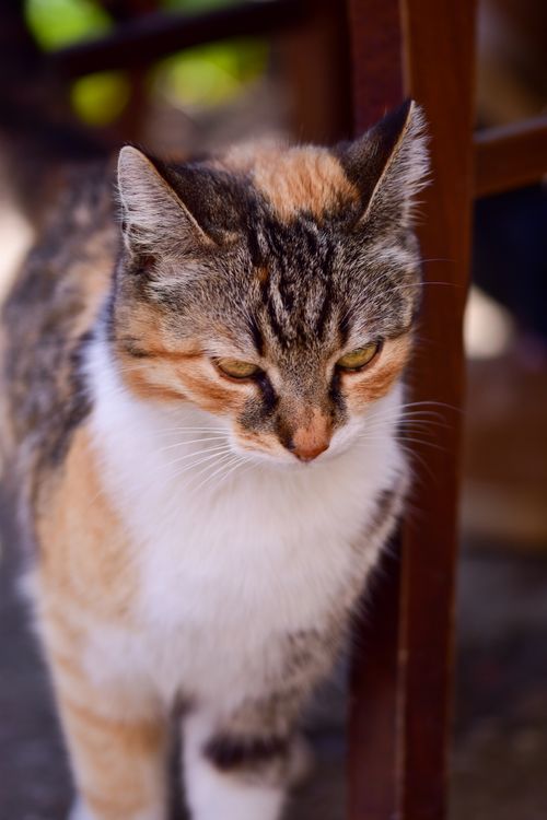 Free Charming close-up of a calico cat with a blurred background, ideal for animal-themed content. Stock Photo