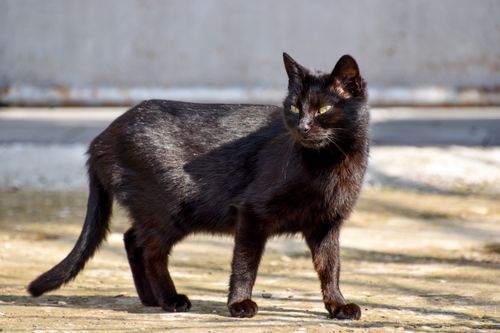 Free A black cat stands on a sunny pavement, showcasing sleek fur and striking green eyes. Stock Photo
