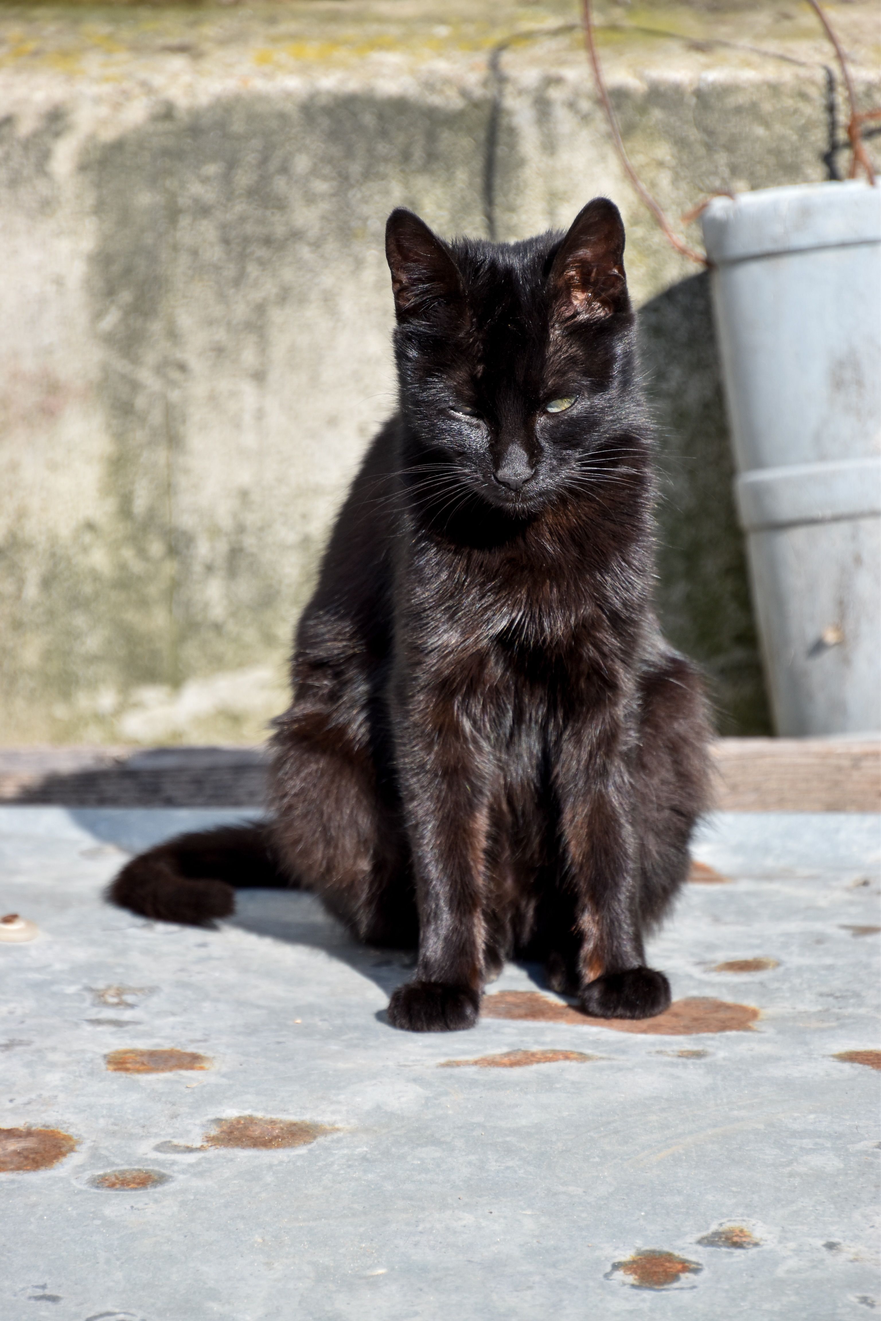 Tricolor Cat Sitting on pavement · Free Stock Photo