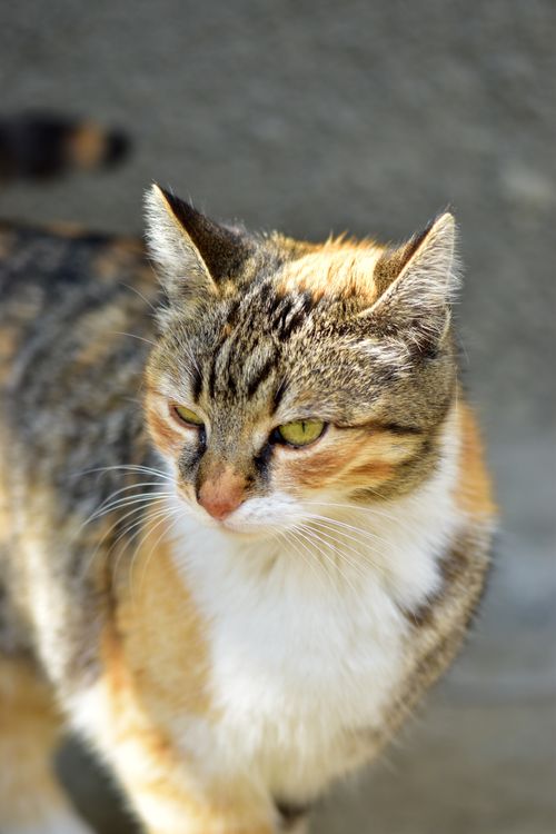 Free Detailed portrait of a cute tabby cat with green eyes and prominent whiskers in natural lighting. Stock Photo