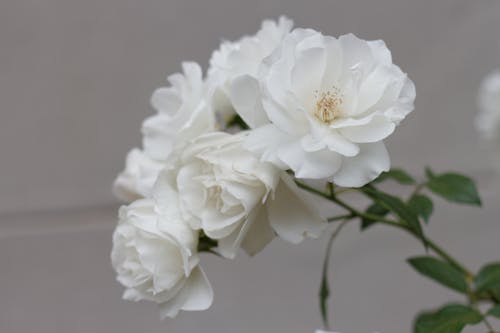 Foto d'estoc gratuïta de flors, fulles, roses