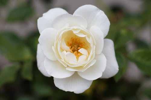 Foto d'estoc gratuïta de flor, flor blanca, fulles