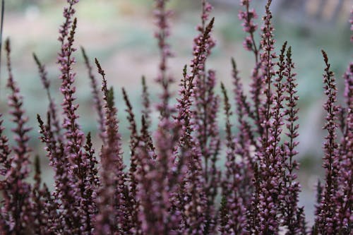 紫色花蕾的選擇性聚焦攝影