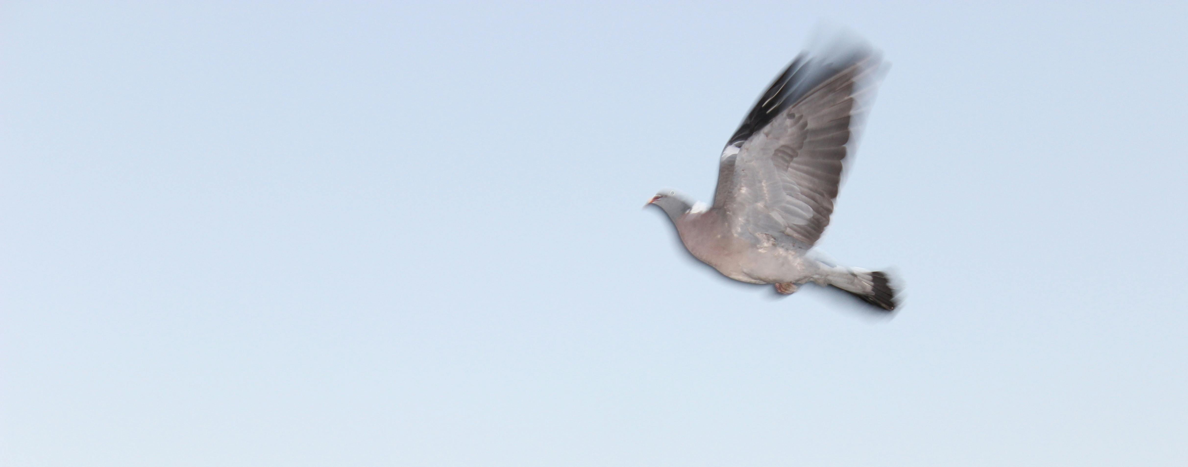 Free stock photo of dove, flying