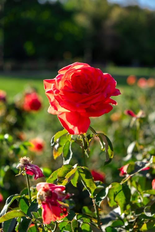 Fotobanka s bezplatnými fotkami na tému botanický, červená ruža, flóra