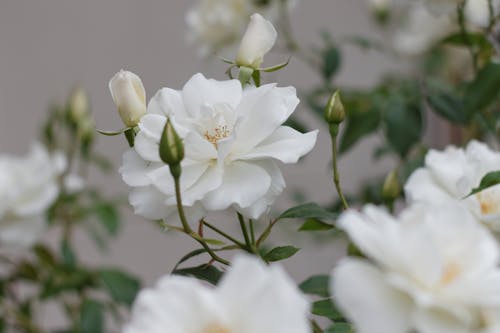 Foto d'estoc gratuïta de brots, flors, flors blanques