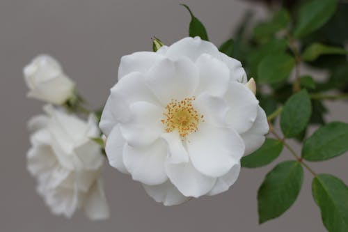 Foto d'estoc gratuïta de flor, flor blanca, flors