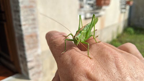 Free stock photo of cricket, green, locust