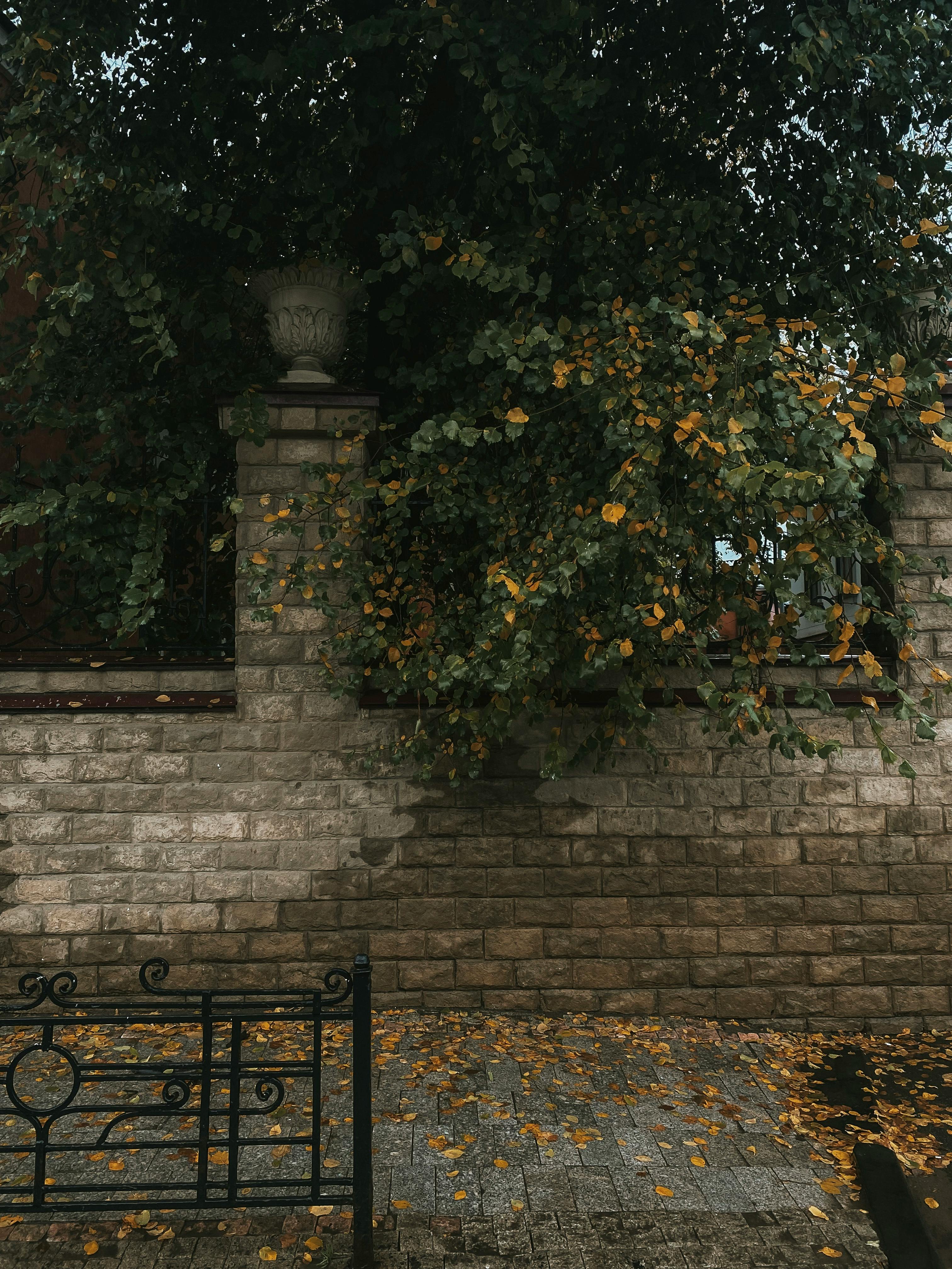 免费 下落, 人行道, 公園 的 免费素材图片 素材图片