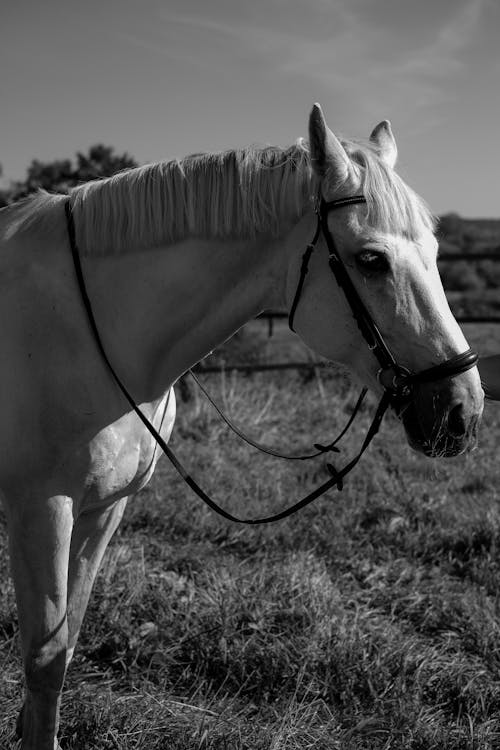 Grayscale Photo of White Horse Eating Grass