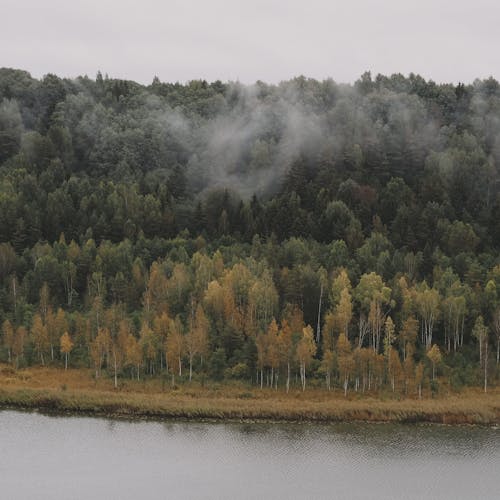 Photos gratuites de arbres verts, brouillard, brume