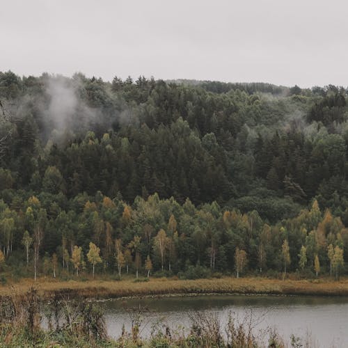 Free Green and Brown Trees Near Body of Water Under a Gray Sky Stock Photo
