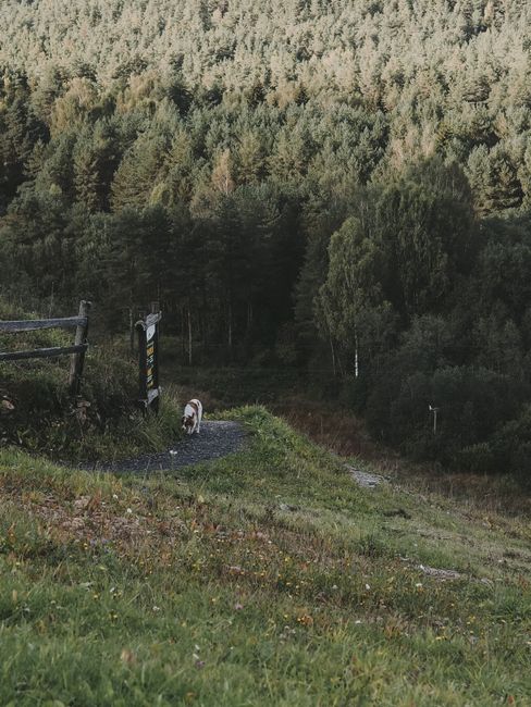 A dog walking along a scenic path in a lush forest, bordered by a rustic wooden fence.