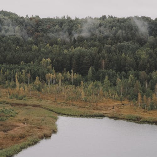 Green Trees Near River