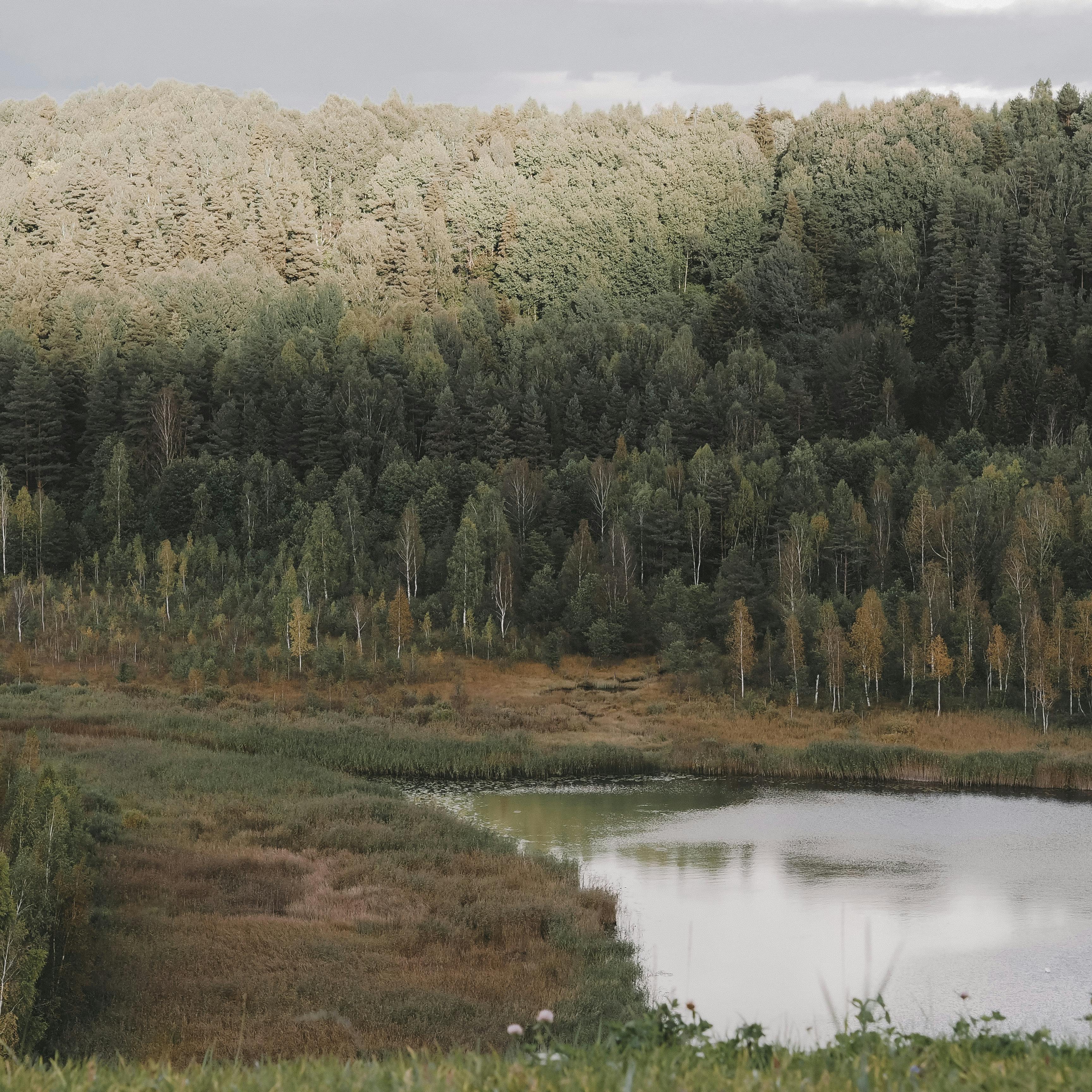 A tranquil forest scene with a serene lake surrounded by lush greenery and early autumn foliage.