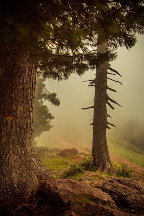 Бесплатное стоковое фото с вертикальный выстрел, деревья, зеленые листья