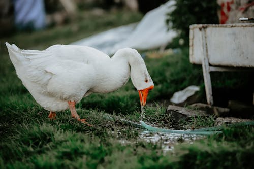 White Goose on Green Grass