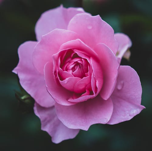 Pink Rose in Bloom