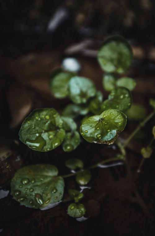 Free An artistic close-up shot of fresh green leaves with dew drops, capturing nature's beauty. Stock Photo