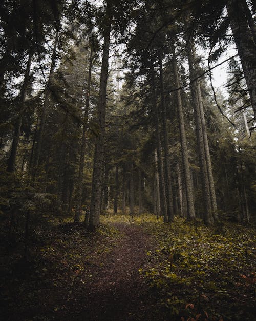 Path in the Middle on a Forest