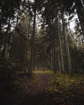Explore a tranquil forest path surrounded by towering trees and lush greenery, capturing the essence of nature.