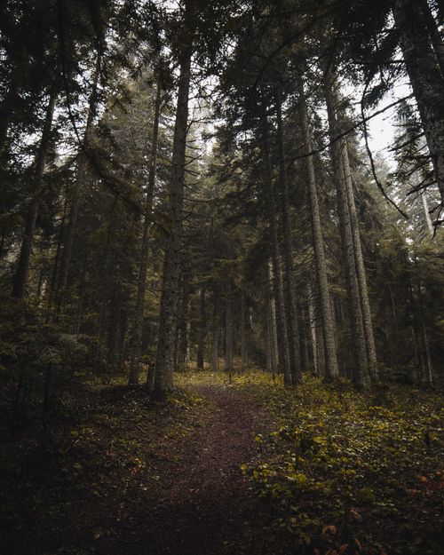Free Explore a tranquil forest path surrounded by towering trees and lush greenery, capturing the essence of nature. Stock Photo