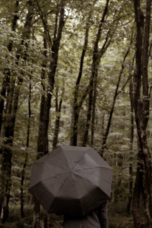 Person Holding an Umbrella in the Woods