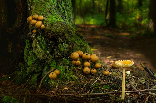 Free Brown Mushrooms on Brown Tree Trunk Stock Photo