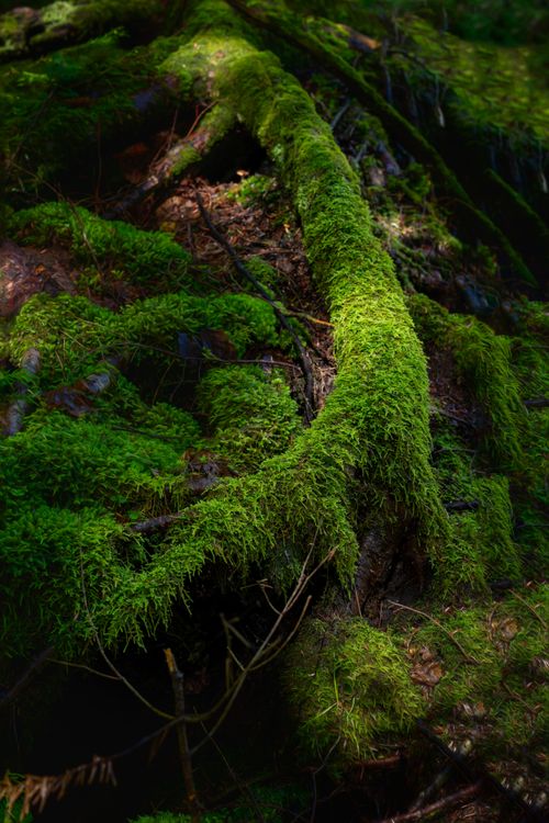 Free Close-up of vibrant green moss covering forest tree trunk and roots. Stock Photo