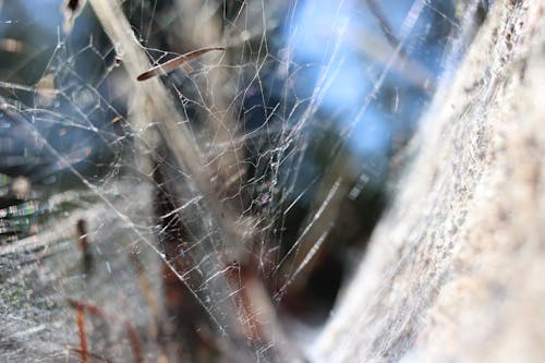 Foto profissional grátis de aranha, aranhas, fotografia de pequenos seres