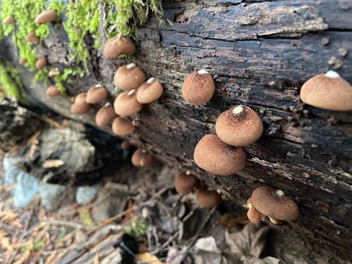 Foto profissional grátis de beleza na natureza, cogumelo, cogumelo selvagem