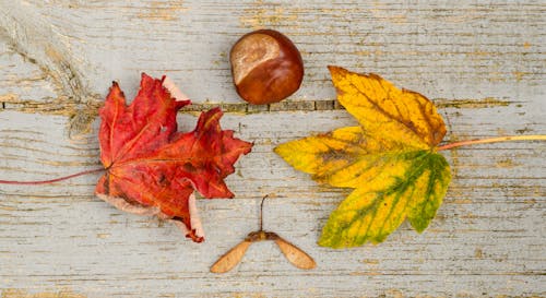 Seed With Two Maple Leaves