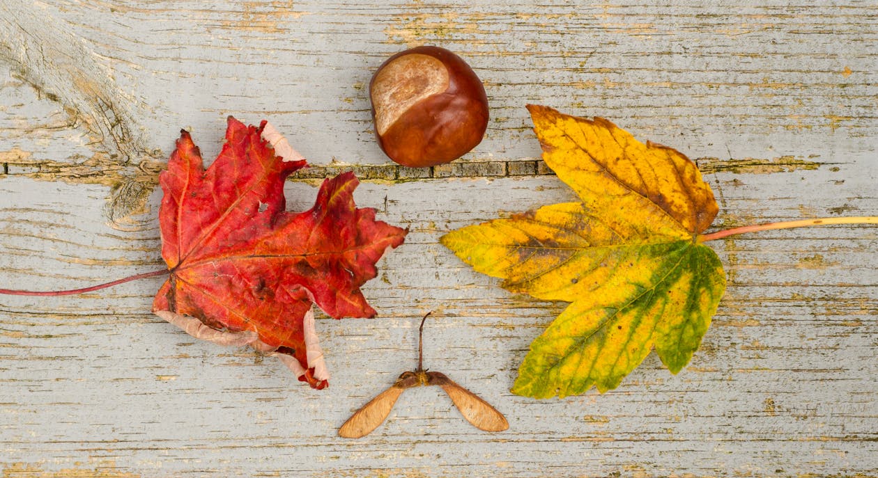 Gratuit Photos gratuites de automne, bois, brillant Photos
