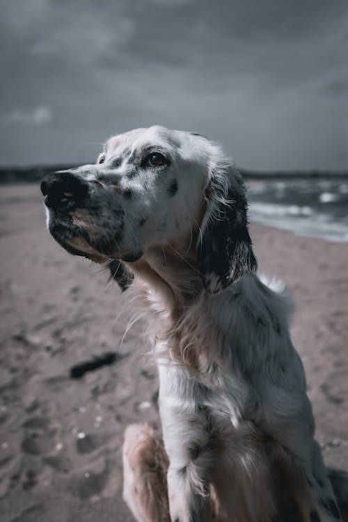 Close-Up Photo of White and Black Dog