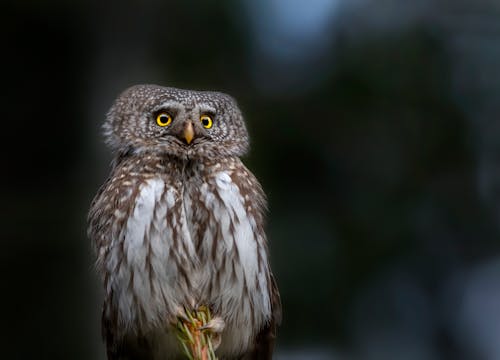 Free Gray Owl Perched on a Stem Stock Photo