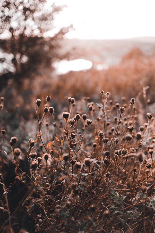Free Peaceful autumn scene of wildflowers in a sunlit field, emphasizing natural beauty. Stock Photo