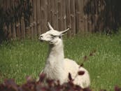 一只宁静的美洲驼栖息在绿意盎然的草地上，背景是木栅栏