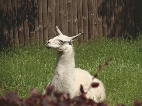 一只宁静的美洲驼栖息在绿意盎然的草地上，背景是木栅栏