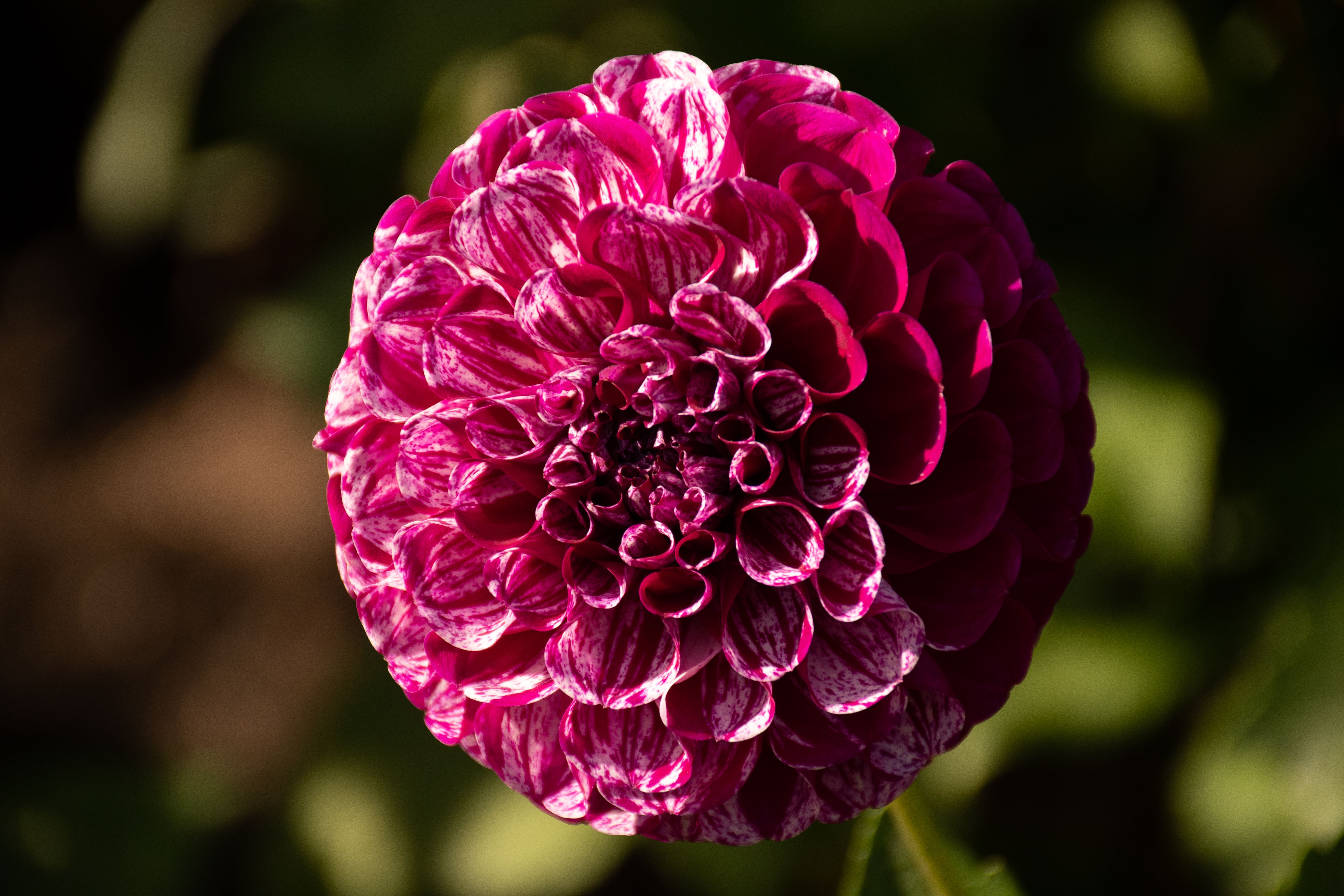 A Photo of Pink Dahlia Flowers · Free Stock Photo