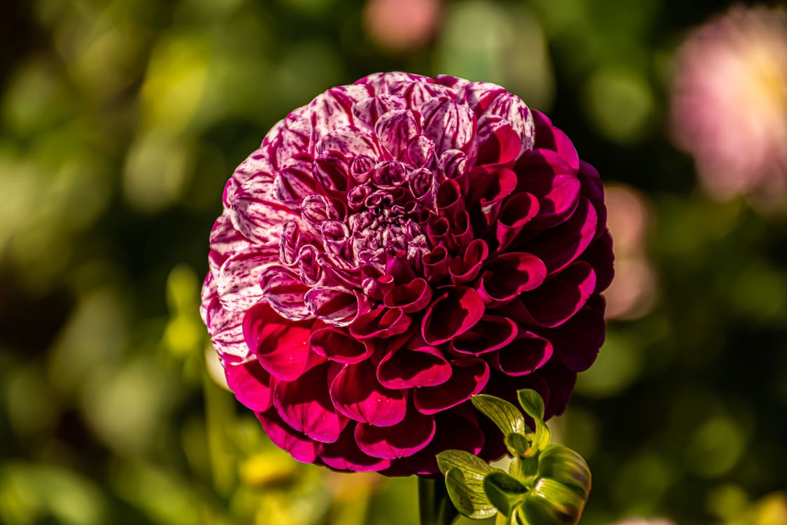 Photo Bloom A Close-up Shot of a Blooming Flower · Free Stock Photo