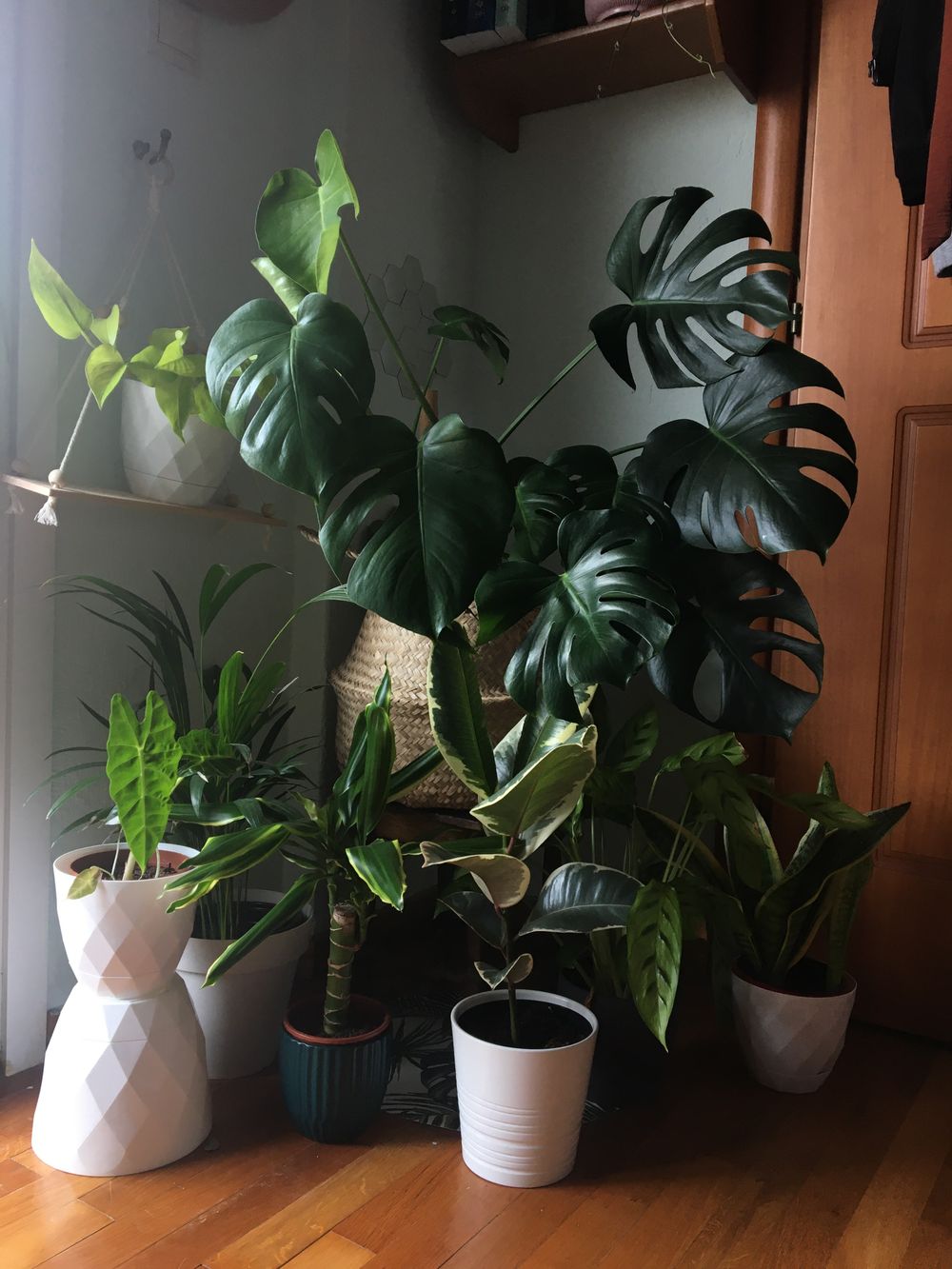 葉の形が美しい観葉植物