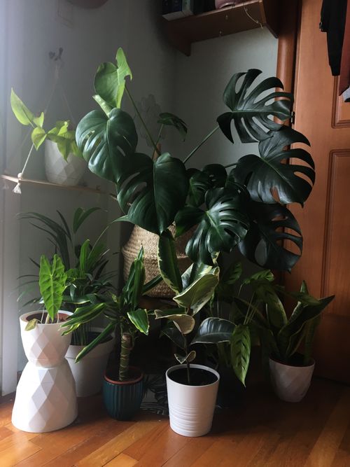 葉の形が美しい観葉植物