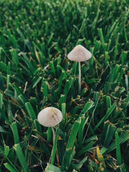 Small White Mushrooms on Green Grass