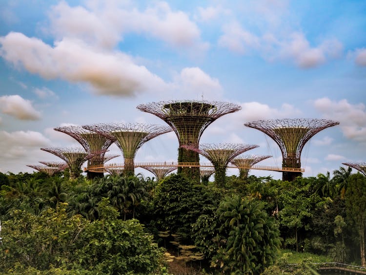 Supertree Grove In Singapore