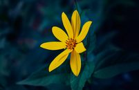 Yellow Flower in Tilt Shift Lens